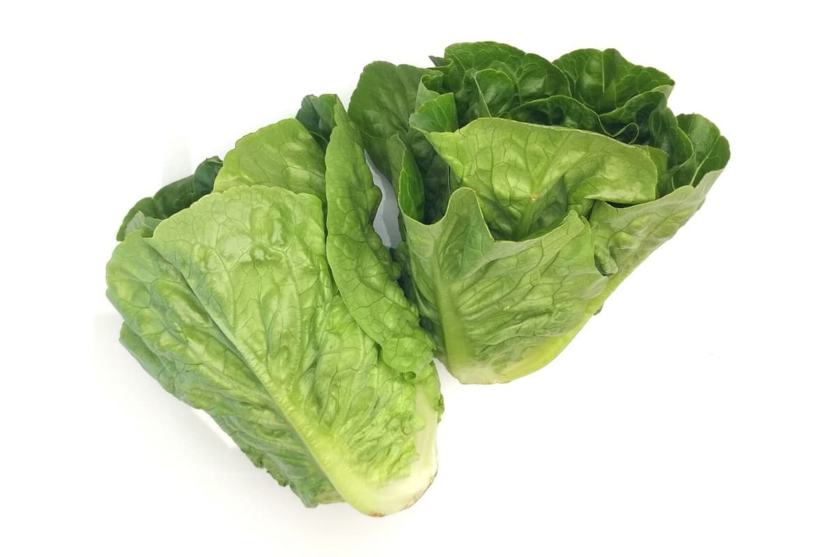 Lettuce