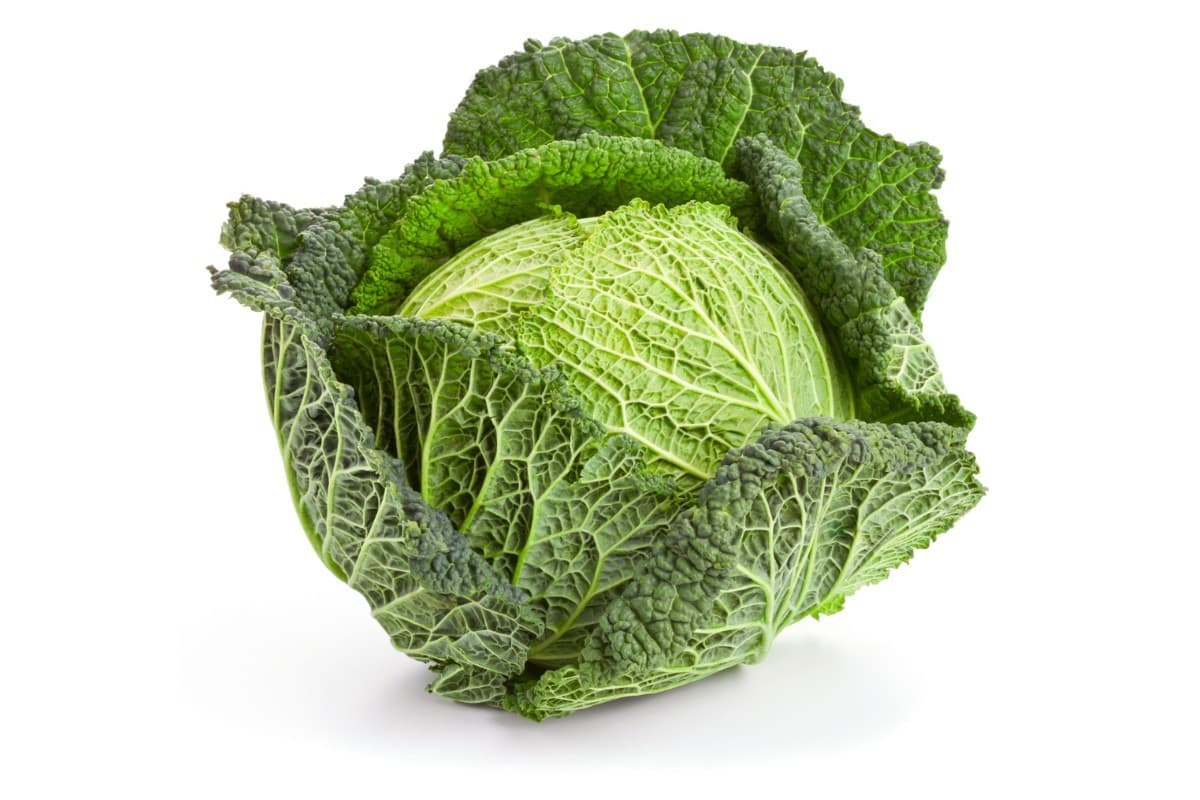 Savoy Cabbage