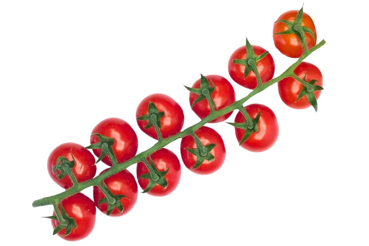 Tomatoes